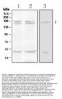 Anti-Thrombospondin/THBS1 Antibody Picoband®