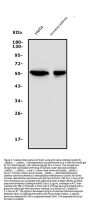 Anti-SGK1 Antibody Picoband®