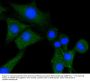 Anti-PLCG1 Antibody
