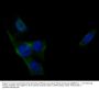 Anti-PLCG1 Antibody