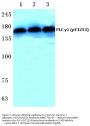 Anti-PLC Gamma 1 (phospho-Y1253) PLCG1 Antibody