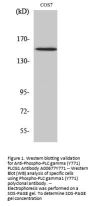 Anti-Phospho-PLC gamma (Y771) PLCG1 Antibody