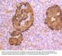 Anti-Glucagon GCG Antibody