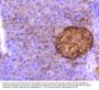 Anti-Glucagon GCG Antibody
