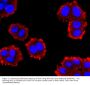 Anti-GLP1 GCG Antibody