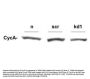Anti-Cyclin A CCNA2 Antibody