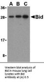 Anti-Bid Antibody