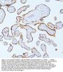 Anti-MMP1 Antibody Picoband®