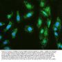 Anti-MMP1 Antibody Picoband®