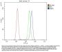 Anti-MMP1 Antibody Picoband®