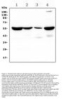 Anti-Argininosuccinate Lyase/ASL Antibody Picoband®