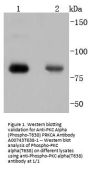 Anti-PKC Alpha (Phospho-T638) PRKCA Antibody