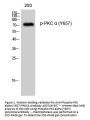 Anti-Phospho-PKC alpha (Y657) PRKCA Antibody
