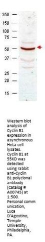 Anti-Cyclin B1 CCNB1 Antibody
