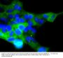 Anti-ACE2 Antibody