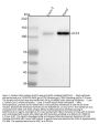 Anti-ACE2 Antibody Picoband®