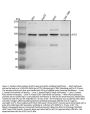Anti-ACE2 Antibody Picoband®