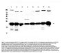 Anti-PARK7/DJ1 Antibody Picoband®