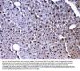 Anti-PARK7/DJ1 Antibody Picoband®