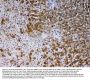 Anti-PARK7/DJ1 Antibody Picoband®