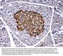 Anti-PARK7/DJ1 Antibody Picoband®