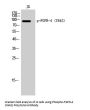 Anti-Phospho-FGFR-4 (Y642) Antibody