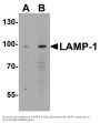 Anti-LAMP-1 Antibody