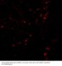 Anti-LAMP-1 Antibody