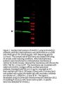 Anti-MAD2L1 Antibody