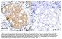 Anti-GSK3b (Ab-9) Antibody