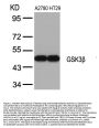 Anti-GSK3b (Ab-9) Antibody
