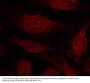 Anti-GSK3b (Ab-9) Antibody