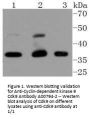 Anti-Cyclin-dependent kinase 9 Cdk9 Antibody
