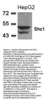 Anti-Shc1 (Ab-349) Antibody