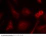 Anti-Shc1 (Ab-349) Antibody