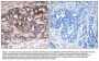 Anti-Shc1 (Ab-427) Antibody