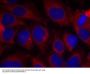 Anti-Shc1 (Ab-427) Antibody