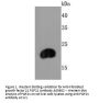 Anti-Fibroblast growth factor 21 FGF21 Antibody