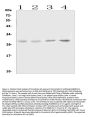 Anti-Oncostatin M/Osm Antibody Picoband®