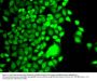 Anti-Oncostatin-M OSM Antibody