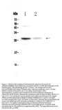 Anti-Oncostatin M/Osm Antibody Picoband®