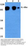 Anti-IL-4R Alpha (G493) Antibody