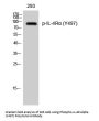 Anti-Phospho-IL-4 alpha (Y497) IL4R Antibody