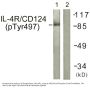 Anti-Phospho-IL-4 alpha (Y497) IL4R Antibody