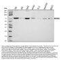 Anti-MUS81 Antibody PicobandÂ®
