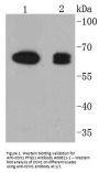 Anti-COX1 PTGS1 Antibody