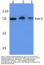 Anti-Cox-1 (S585) PTGS1 Antibody