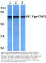Anti-PKC Delta (phospho-T505) PRKCD Antibody