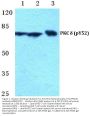 Anti-PKC Delta (phospho-Y52) PRKCD Antibody