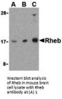 Anti-GTP-binding protein Rheb Rheb Antibody